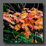 acer-japonicum-acontifolium2