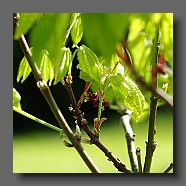 acer-japonicum-oh-ishami-en-avril