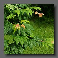 acer-japonicum-oh-ishami-en-mai