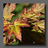 acer-japonicum-oh-ishami