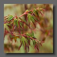 acer-palmatum-atrolineare-en-avril2