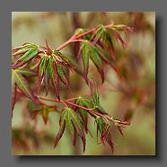 acer-palmatum-atrolineare-en-avril2