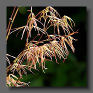 acer-palmatum-atrolineare-en-mai