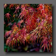 acer-palmatum-atrolineare-en-octobre