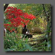 acer-palmatum-avec-buddha