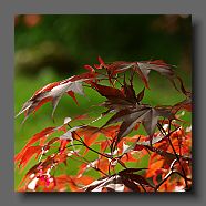 acer-palmatum-avec-graines-en-mai