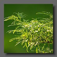 acer-palmatum-dissectum-palmatifidum-en-juin