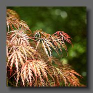 acer-palmatum-dissectum-seiryu-en-mai