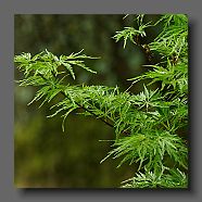 acer-palmatum-dissectum-seiryu-en-mi-mai