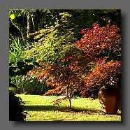 acer-palmatum-en-juin