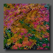 acer-palmatum-en-octobre