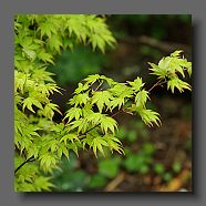 acer-palmatum-orange-dream-en-avril