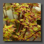 acer-palmatum-orange-dream-en-avril2