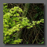 acer-palmatum-orange-dream-en-mai