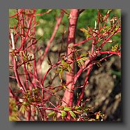 acer-palmatum-senkaki-en-avril