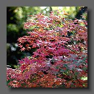 acer-palmatum-shaina