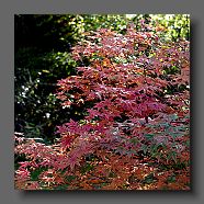 acer-palmatum