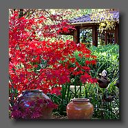 acer-palmatum2