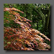 acer-palmatum4-en-mai