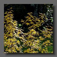 acer-palmatum4-en-octobre