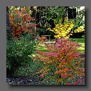 fargesia-acer-palmatum