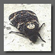 Acherontia-atropos-Le-Sphinx-tete-de-mort-totenkopfschwaermer