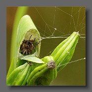 Araneus-epeire-diademe-kreuzspinne