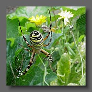 Argiope-bruennichi-argiope-frelon-Wespenspinne3