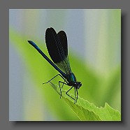 Calopteryx-virgo-Demoiselle-Blaufluegel-Prachtlibelle