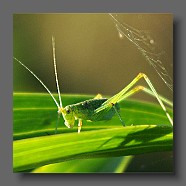 Chorthippus-criquet-parallelusgrasshuepfer
