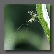 Chorthippus-parallelus-criquet-grasshuepfer-babygrasshuepfer