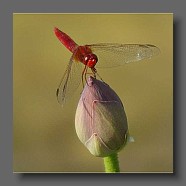 Crocothemis-erythraea-Feuerlibelle-maenchen2
