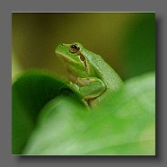 Hyla-meridionalis-rainette-meridionale-Mittelmeer-Laubfrosch