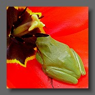 Hyla-meridionalis-rainette-meridionale-Mittelmeer-Laubfrosch2