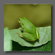 Hyla-meridionalis-rainette-meridionale-Mittelmeer-Laubfrosch3