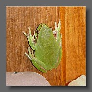 Hyla-meridionalis-rainette-meridionale-Mittelmeer-Laubfrosch4