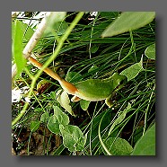 Hyla-meridionalis-rainette-meridionale-Mittelmeer-Laubfrosch5
