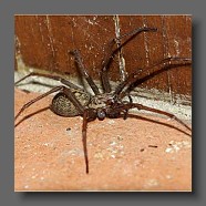 Lycosidae-araignee-loups-wolfspinne