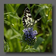 Melanargia-galathea
