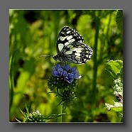 Melanargia-galathea2