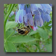 Myathropa_florea1