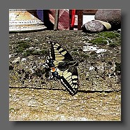 Papilio-machaon-schwalbenschwanz