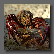 Procambarus-clarkii-ecrevice