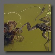Rana-temporaria-grenouille-rousse-Grasfrosch