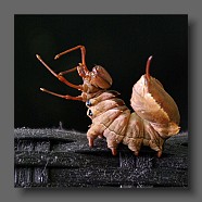 Stauropus-fagi-bombyx-du-hetre-buchen-zahnspinner