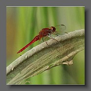 Sympetrum-sanguineum-Blutrote-Heidelibelle-maenchen