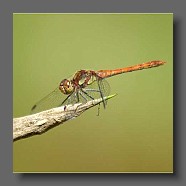 Sympetrum-sanguineum-Blutrote-Heidelibelle-weibchen