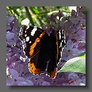 Vanessa-atalanta-linaeus-vulcain-Admiral