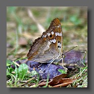 Vanessa-cardui