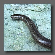 anguis fragilis-blindschleiche-orvet